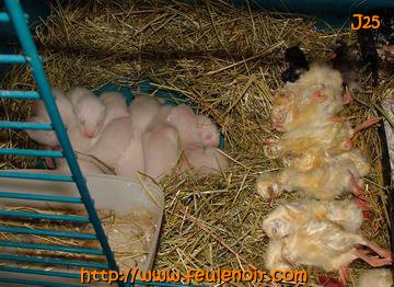 furetons bébés à J25