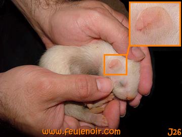 fureton bébé les oreilles ne sont pas encore ouvertes J26
