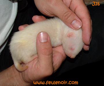 furetons bébés à J26