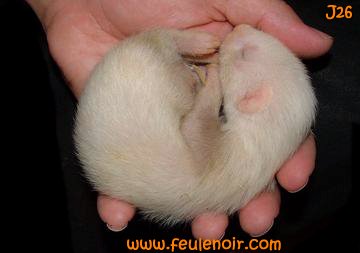 2 furetons bébés champagnes à J26