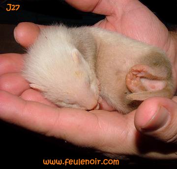 fureton bébé femelle J27