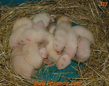 furetons bébés champagnes à J27