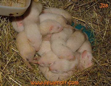 fureton bébé furet J28