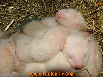 fureton bébé furet J28