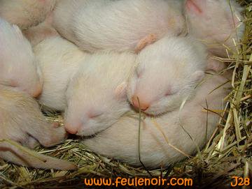 fureton bébé furet J28
