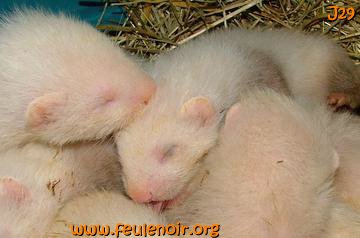 fureton bébé furet J29