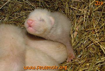fureton bébé furet J29