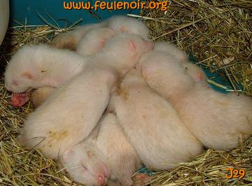 fureton bébé furet J29