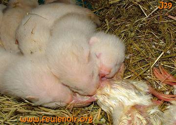 fureton bébé furet J29
