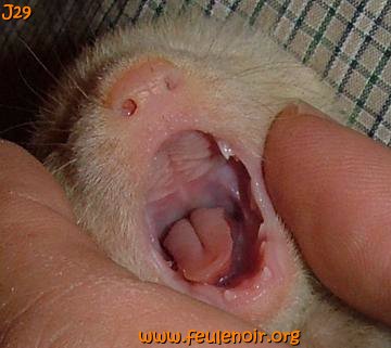 fureton bébé furet J29