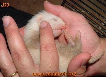 fureton bébé furet J29