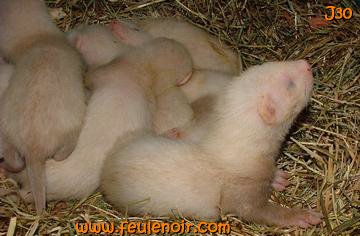 fureton bébé furet J30