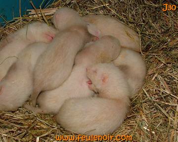 fureton bébé furet J30