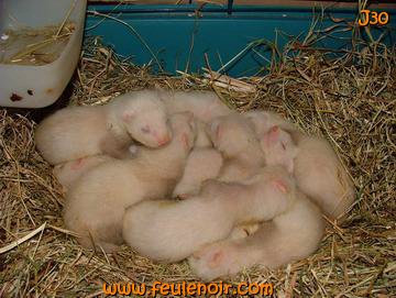 fureton bébé furet J30