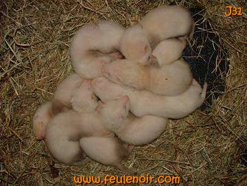 fureton bébé furet J31