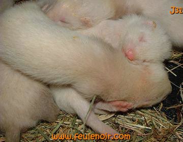 fureton bébé furet J31