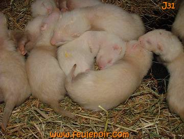 fureton bébé furet J31