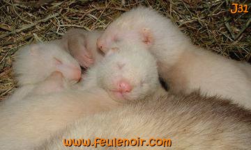 fureton bébé furet J31