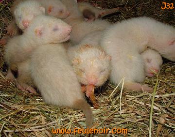 fureton bébé furet J32