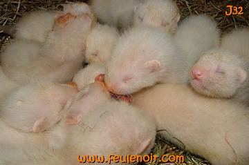 fureton bébé furet J32