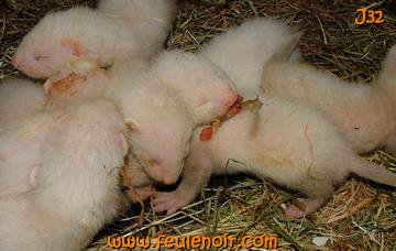 fureton bébé furet J32