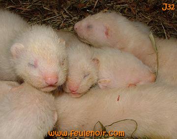 fureton bébé furet J32