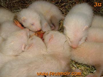 fureton bébé furet J32