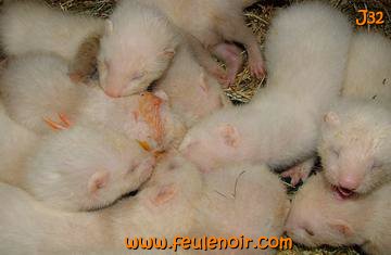 fureton bébé furet J32