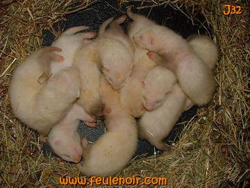 fureton bébé furet J32