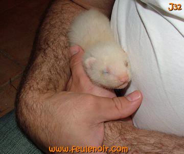 fureton bébé furet J32
