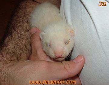 fureton bébé furet J32