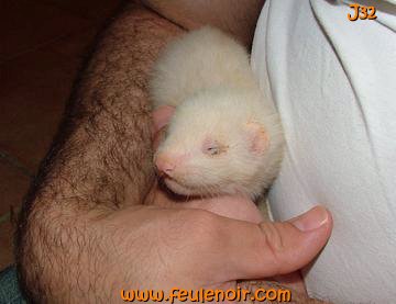 fureton bébé furet J32