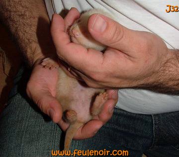 fureton bébé furet J32