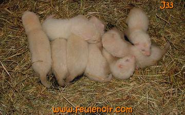 fureton bébé furet J33