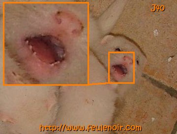 furetons bébés à J40