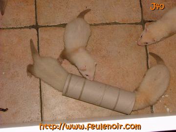 furetons bébés à J40