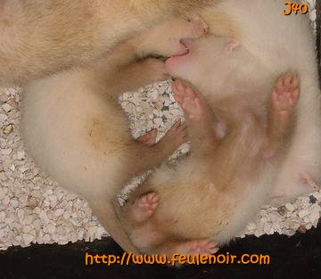 furetons bébés à J40