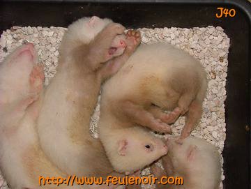 furetons bébés à J40