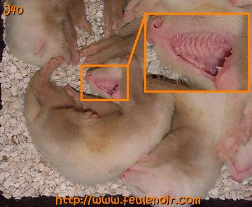 furetons bébés à J40