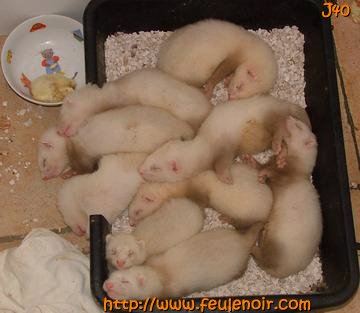 furetons bébés à J40