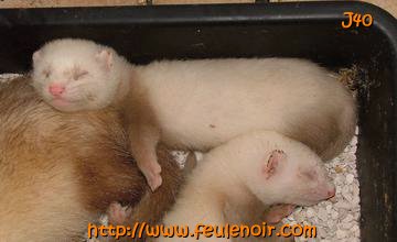 furetons bébés à J40