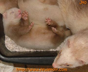 furetons bébés à J40