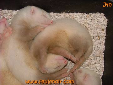 furetons bébés à J40