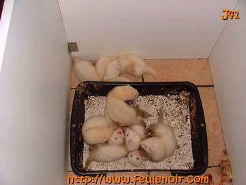 furetons bébés à J41