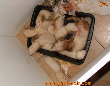 furetons bébés à J42