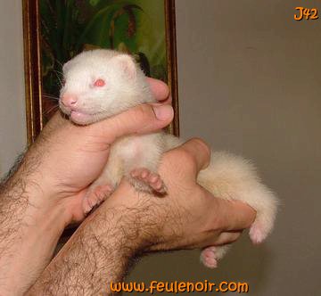 furetons bébés à J42