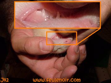 furetons bébés à J42