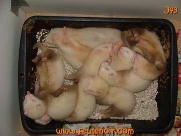 furetons bébés à J43