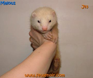 furetons bébés à J43