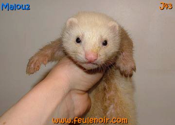 furetons bébés à J43